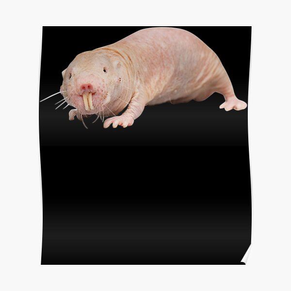 Naked Mole Rat Posters Redbubble