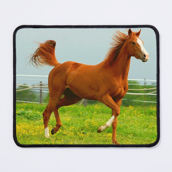 Aperçu de l'œuvre Beau cheval brun et blanc au galop créée et vendue par TheAnimalZ00.