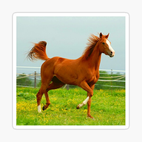 Aperçu de l'œuvre Beau cheval brun et blanc au galop créée et vendue par TheAnimalZ00.