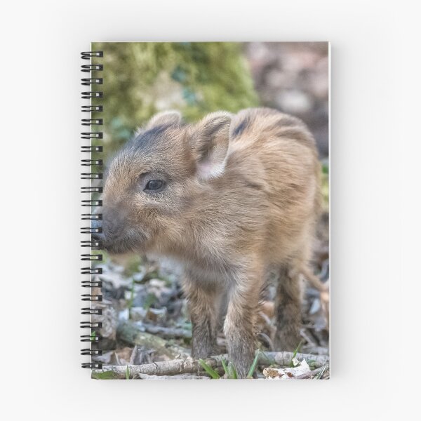 Item preview, Wild boar (Sus scrofa) designed and sold by Steve Liptrot Photography.