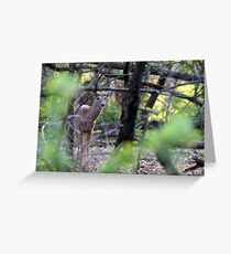 Velvet White-tailed Buck Greeting Card