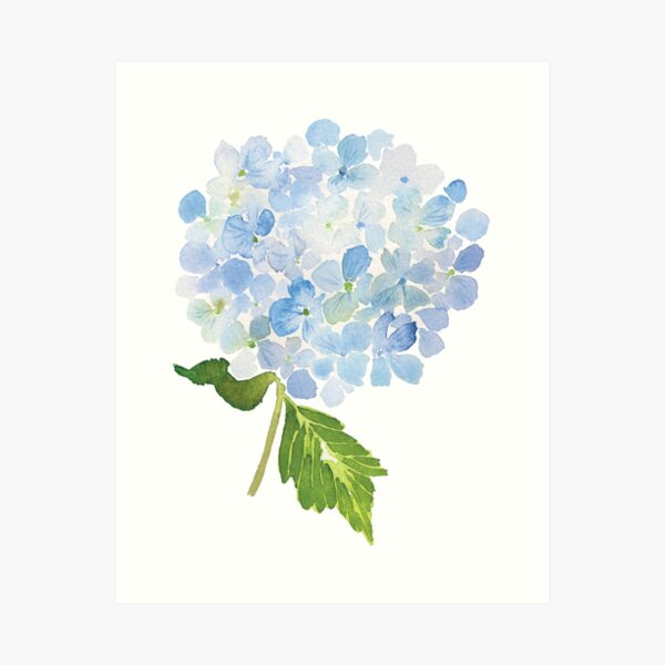 Aperçu de l'œuvre Fleur aquarelle hortensia bleu créée et vendue par junkydotcom.