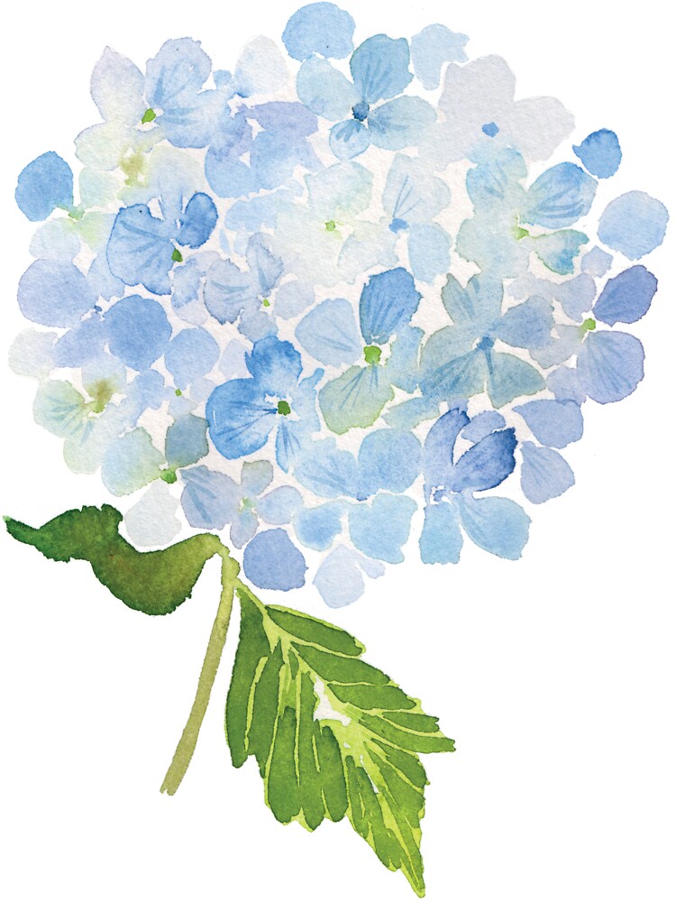 Blue hydrangea watercolor flower Art Print