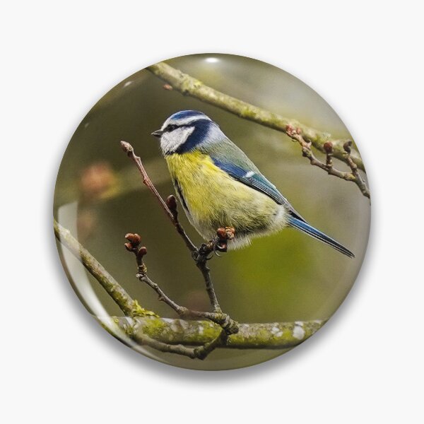 Item preview, Bluetit perched on branch  designed and sold by bladeuktm.