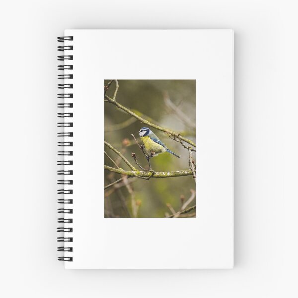 Item preview, Bluetit perched on branch  designed and sold by bladeuktm.