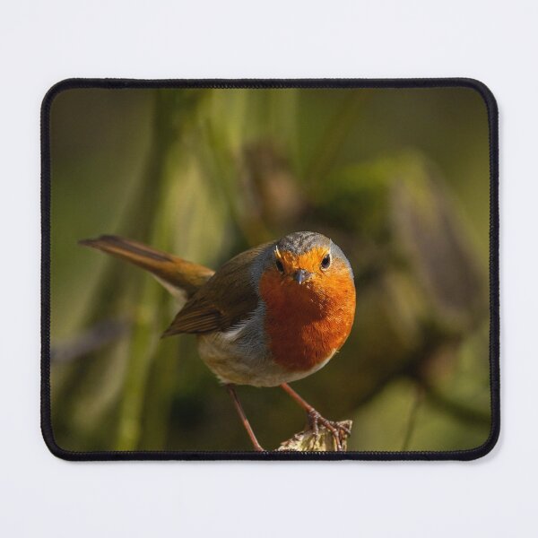 Item preview, Red Robin posado en una rama rota designed and sold by bladeuktm.