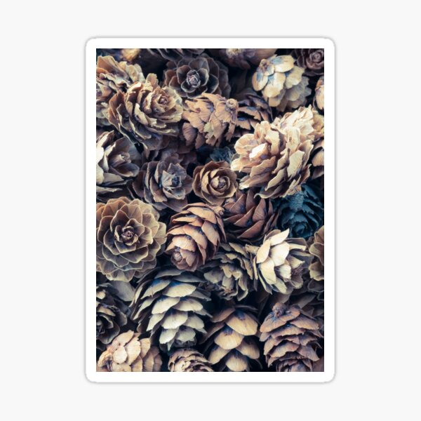 Tiny Pinecones Sticker