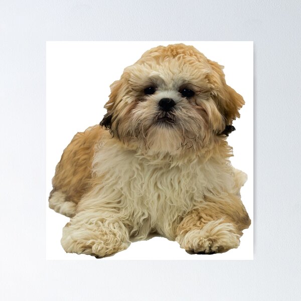 Item preview, Ted the Zuchon designed and sold by Studio 4 Photo.