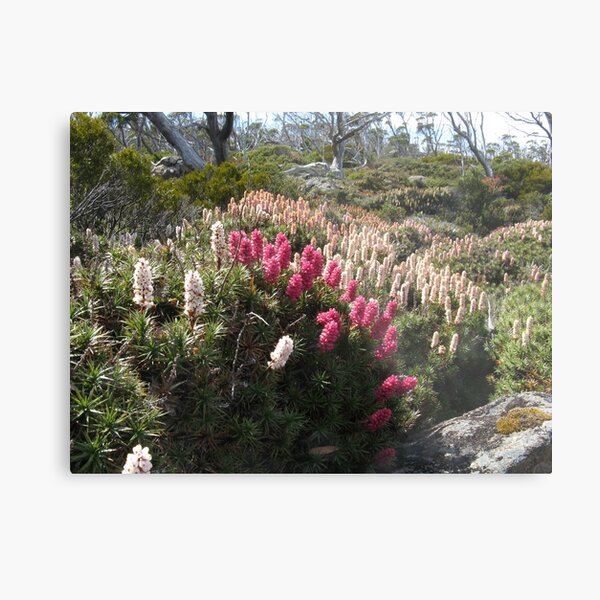 Item preview, Richea scoparia at Mount Field designed and sold by PeterJF.
