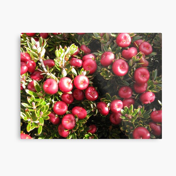 Item preview, Cheeseberry on Mount Rogoona  designed and sold by PeterJF.