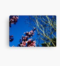 Blossoms Canvas Print