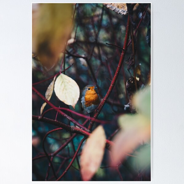 Item preview, Winter feelings with a Robin bird designed and sold by IrishItalianGuy.