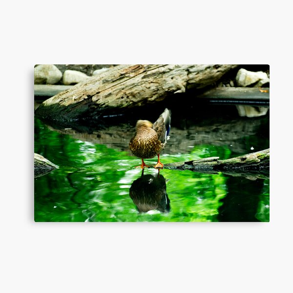 Ducking Canvas Print