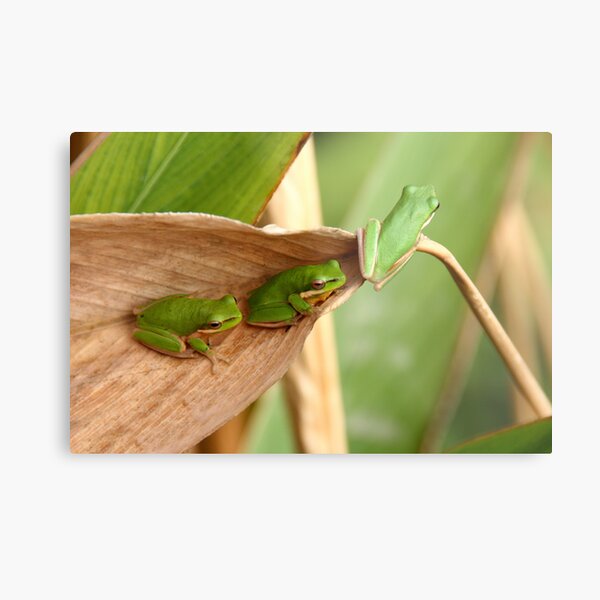 Ready to leap or Green, green, green Metal Print