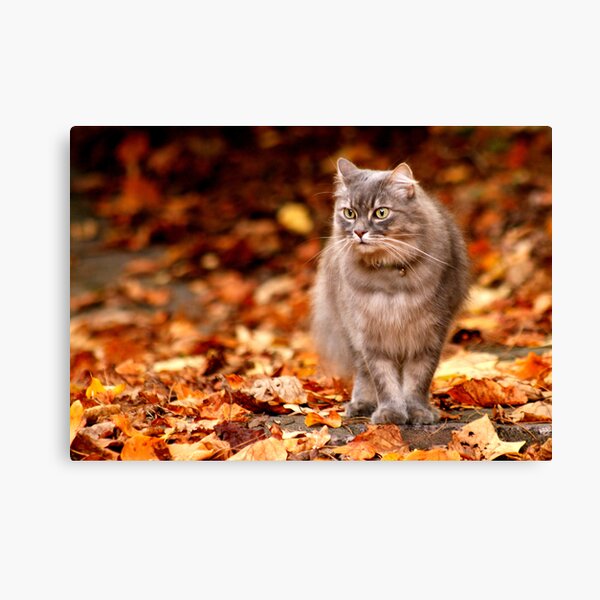 Ian Canvas Print