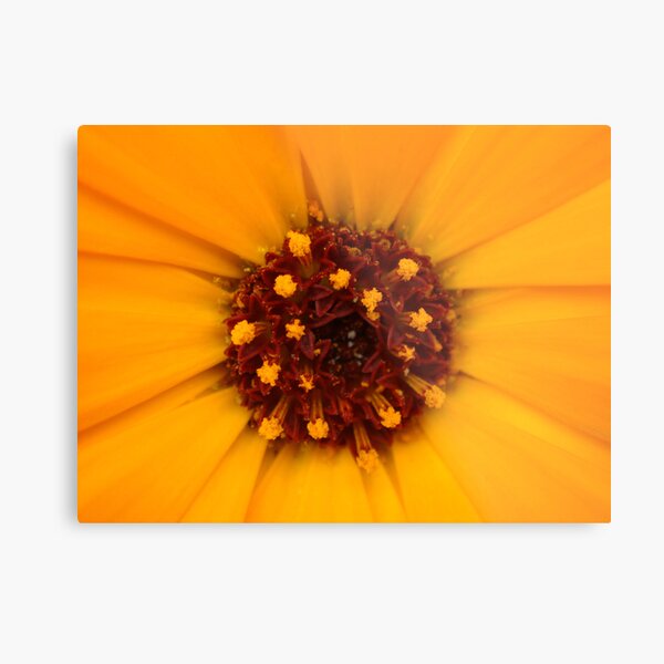 pollen Metal Print