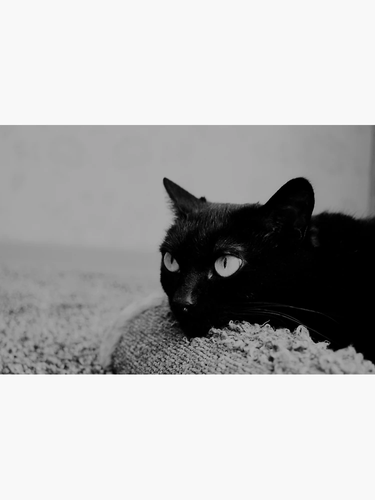 Thumbnail 3 of 3, Poster, Angry black cat designed and sold by Racoonzz.