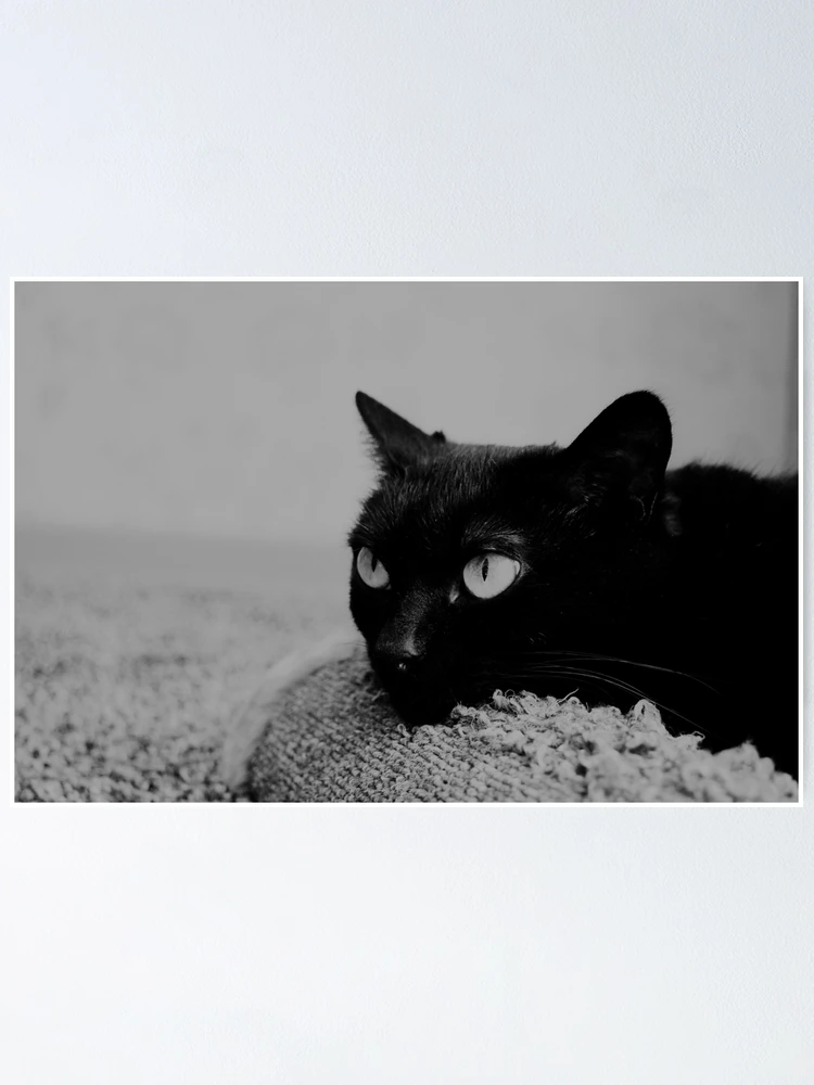 Thumbnail 1 of 3, Poster, Angry black cat designed and sold by Racoonzz.