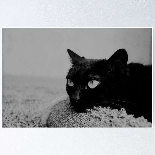 Item preview, Angry black cat  designed and sold by Racoonzz.