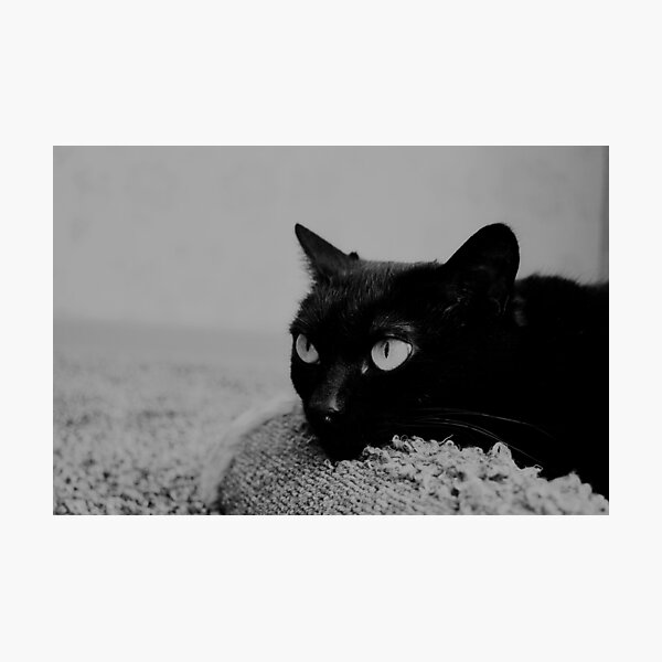 Artikelvorschau, Wütende schwarze Katze entworfen und verkauft von Racoonzz.