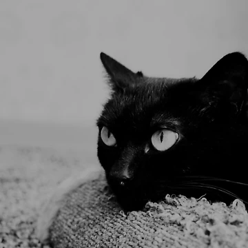 Artwork thumbnail, Angry black cat by Racoonzz