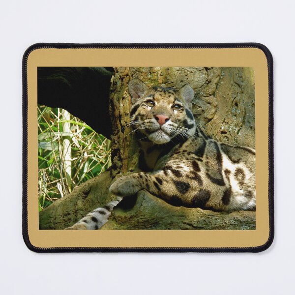 Item preview, Clouded Leopard  designed and sold by andrew82984.