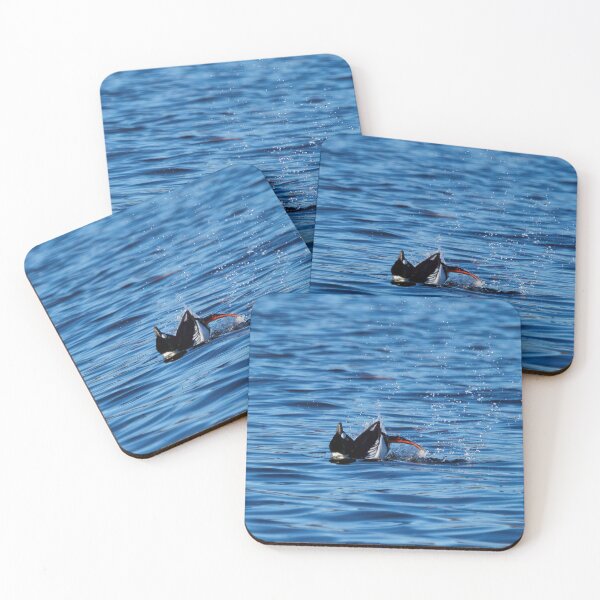 Item preview, Plays of the springtime. Common goldeneye designed and sold by Jouko Lehto Photography.