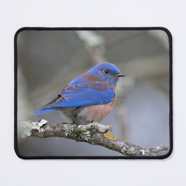 Item preview, Western Bluebird, male adult designed and sold by wildlifist.