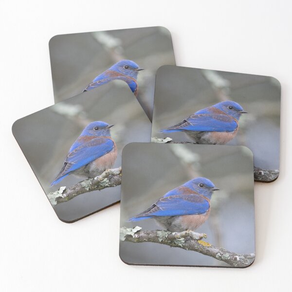 Item preview, Western Bluebird, male adult designed and sold by wildlifist.