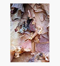 Bark of the River Birch in Winter Photographic Print