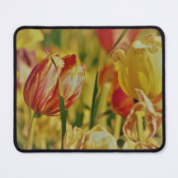 Item preview, Red and yellow tulips designed and sold by ART22.