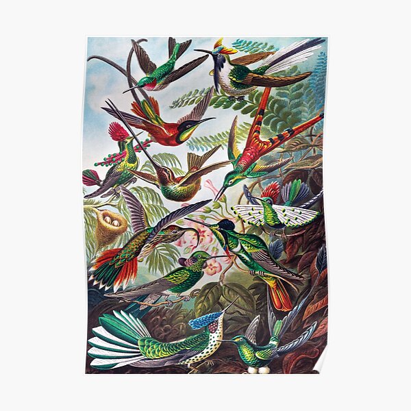 Ernst Haeckel Kunstformen Der Natur Nature Biology Wall Art Poster Pack of 16 