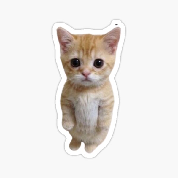 El Gato Gifts & Merchandise for Sale | Redbubble