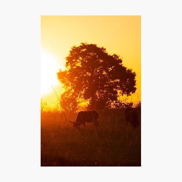 Item preview, Grazing at Golden Hour designed and sold by stevechipo.