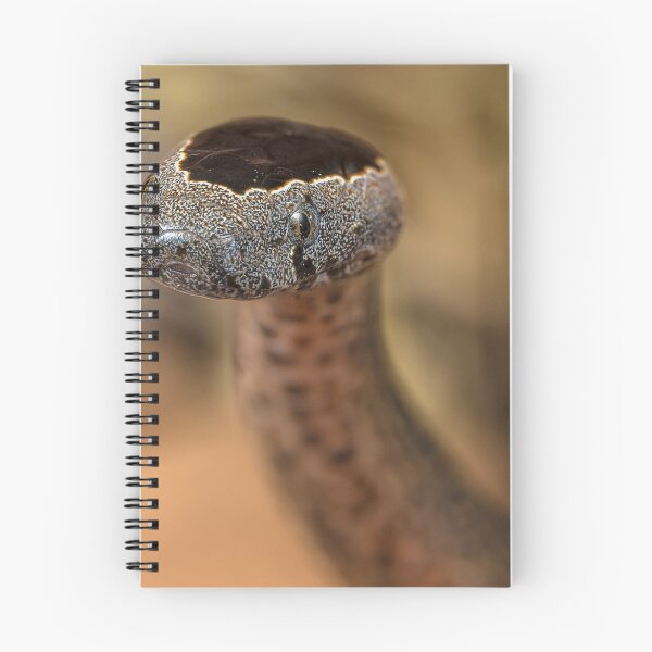 Item preview, Golden-crowned Snake - Cacophis squamulosus Closeup designed and sold by Normf.
