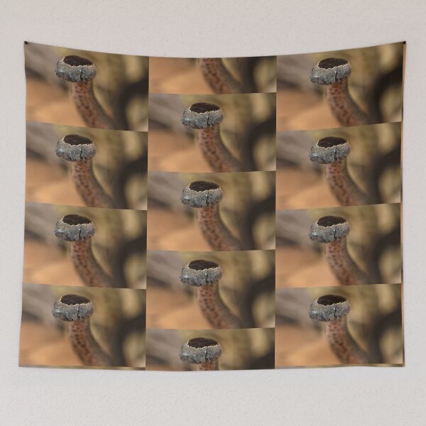 Item preview, Golden-crowned Snake - Cacophis squamulosus Closeup designed and sold by Normf.