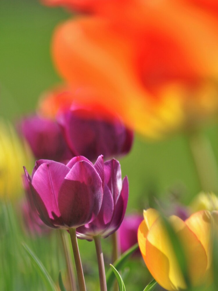 Thumbnail 4 of 4, iPhone Case, Tulips designed and sold by Ratsrule67.