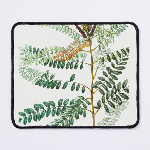 Item preview, False indigo bush - Traité des Arbres et Arbustes que l’on cultive en France en pleine terre by Pierre-Joseph Redouté.  designed and sold by UsedToBeStatue.