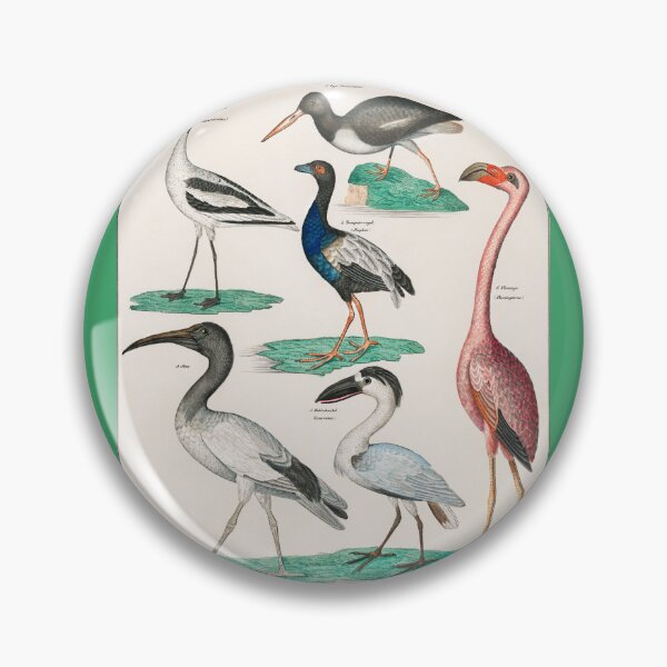 Item preview, COLORFUL BIRDS,FLAMINGO AND SWAN. LORENZ OKEN (1843) designed and sold by metaweb.