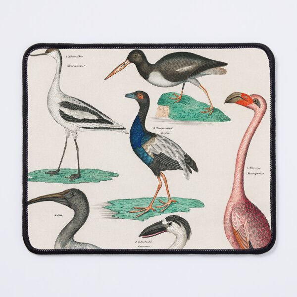 Item preview, COLORFUL BIRDS,FLAMINGO AND SWAN. LORENZ OKEN (1843) designed and sold by metaweb.