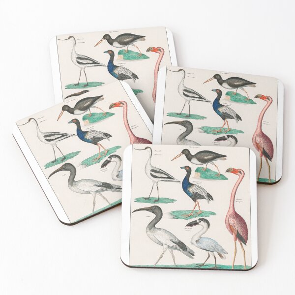 Item preview, COLORFUL BIRDS,FLAMINGO AND SWAN. LORENZ OKEN (1843) designed and sold by metaweb.