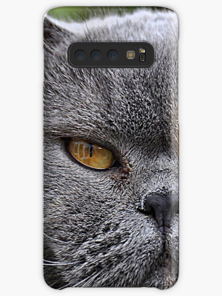 wellmar british shorthair cats