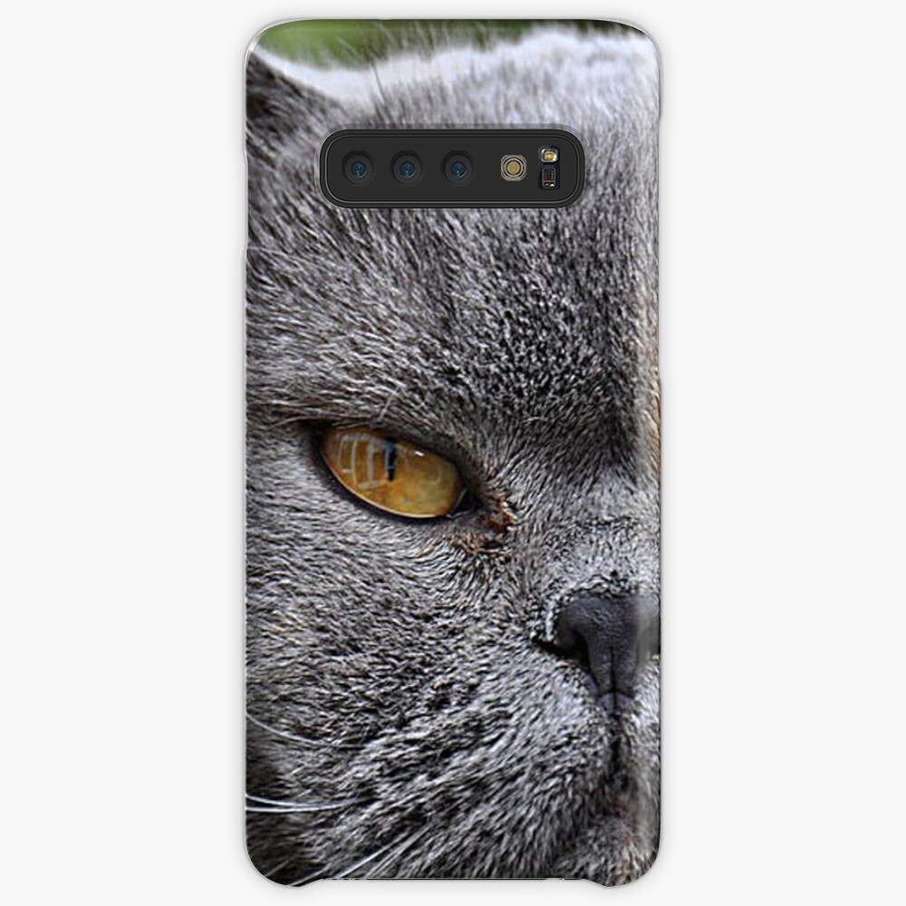 wellmar british shorthair cats