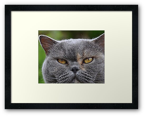 wellmar british shorthair cats