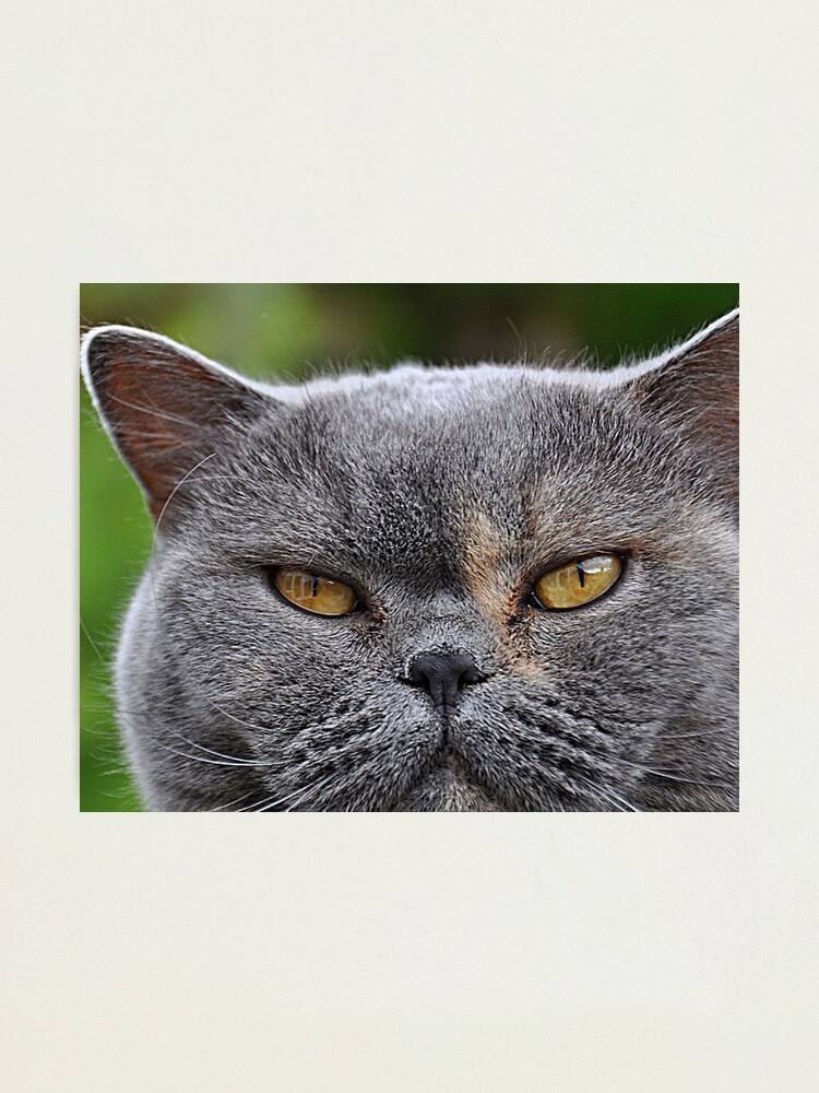 best dog that dont shed