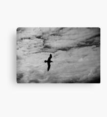Flying solo Canvas Print