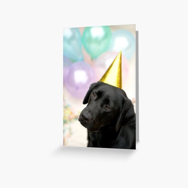 Carte De Vœux Carte De Joyeux Anniversaire Golden Retriever Bleu Par Ohclementine Redbubble