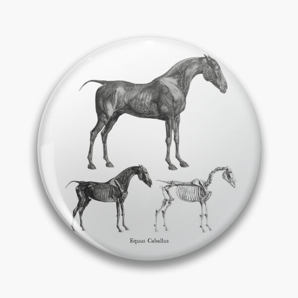 Item preview, The Anatomy of the Horse • Equus Caballus designed and sold by amuseXpress.