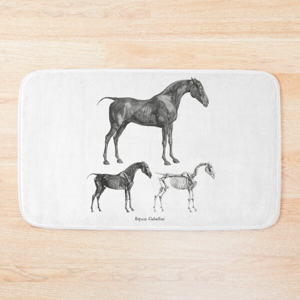 Item preview, The Anatomy of the Horse • Equus Caballus designed and sold by amuseXpress.