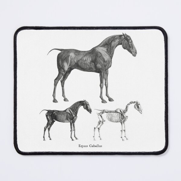 Item preview, The Anatomy of the Horse • Equus Caballus designed and sold by amuseXpress.